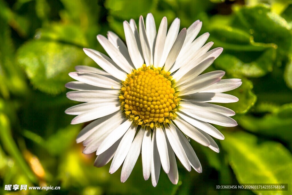 白色雏菊绽放绿叶间
