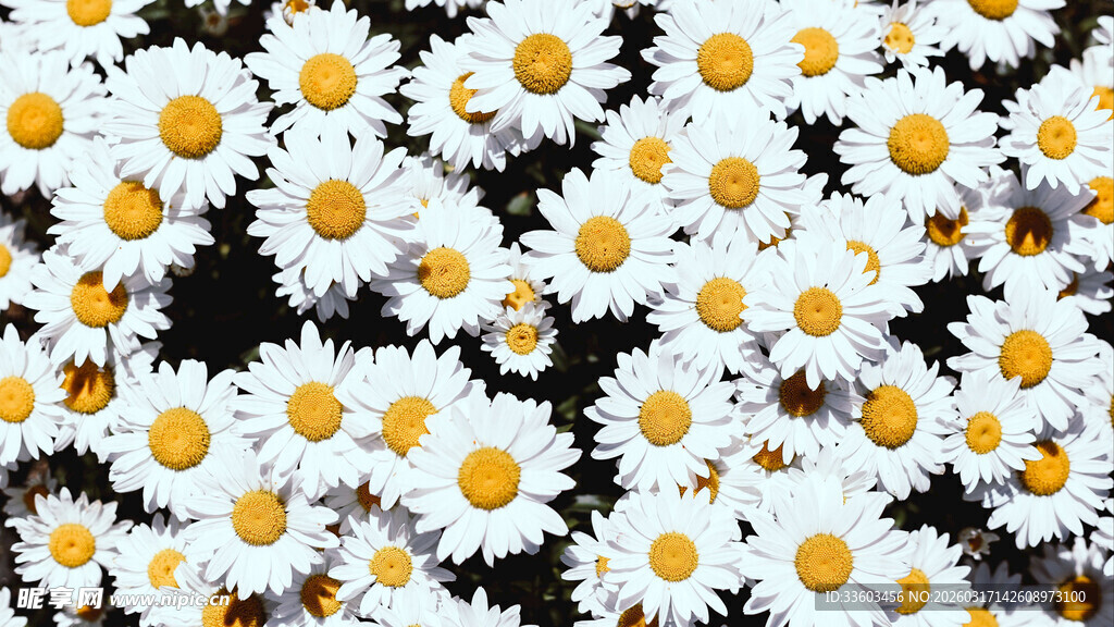 白色雏菊图案背景纹理