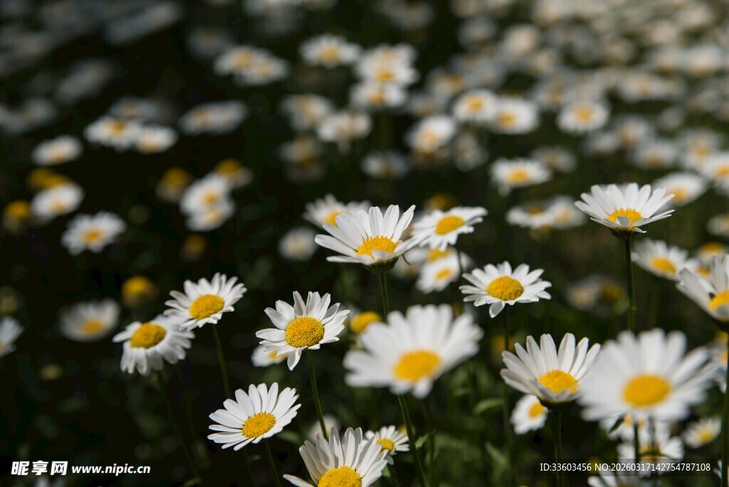 春日雏菊绽放美景