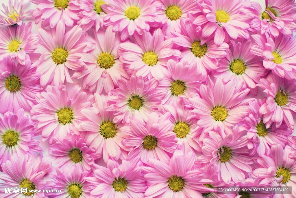 粉色雏菊绽放美丽画面