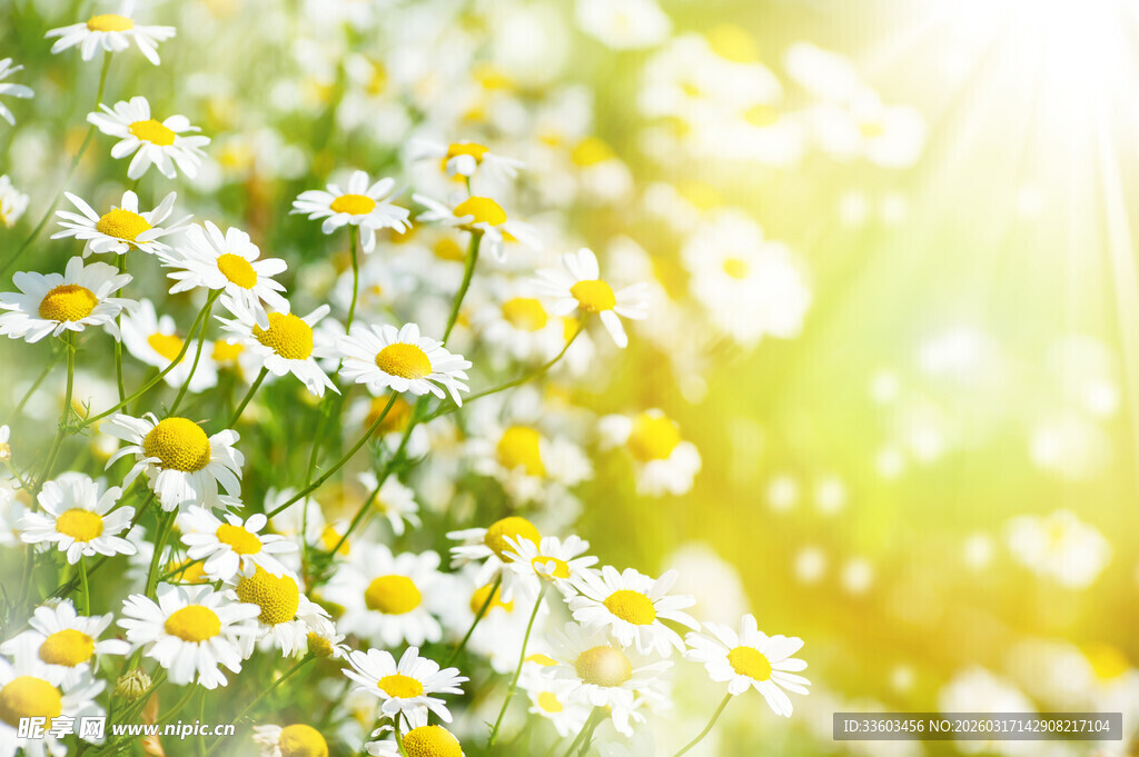 阳光下的清新小雏菊