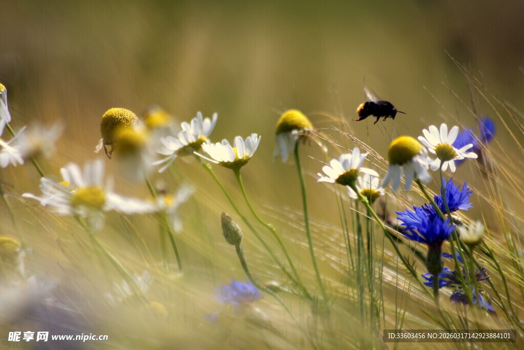 野花丛中蜜蜂飞舞