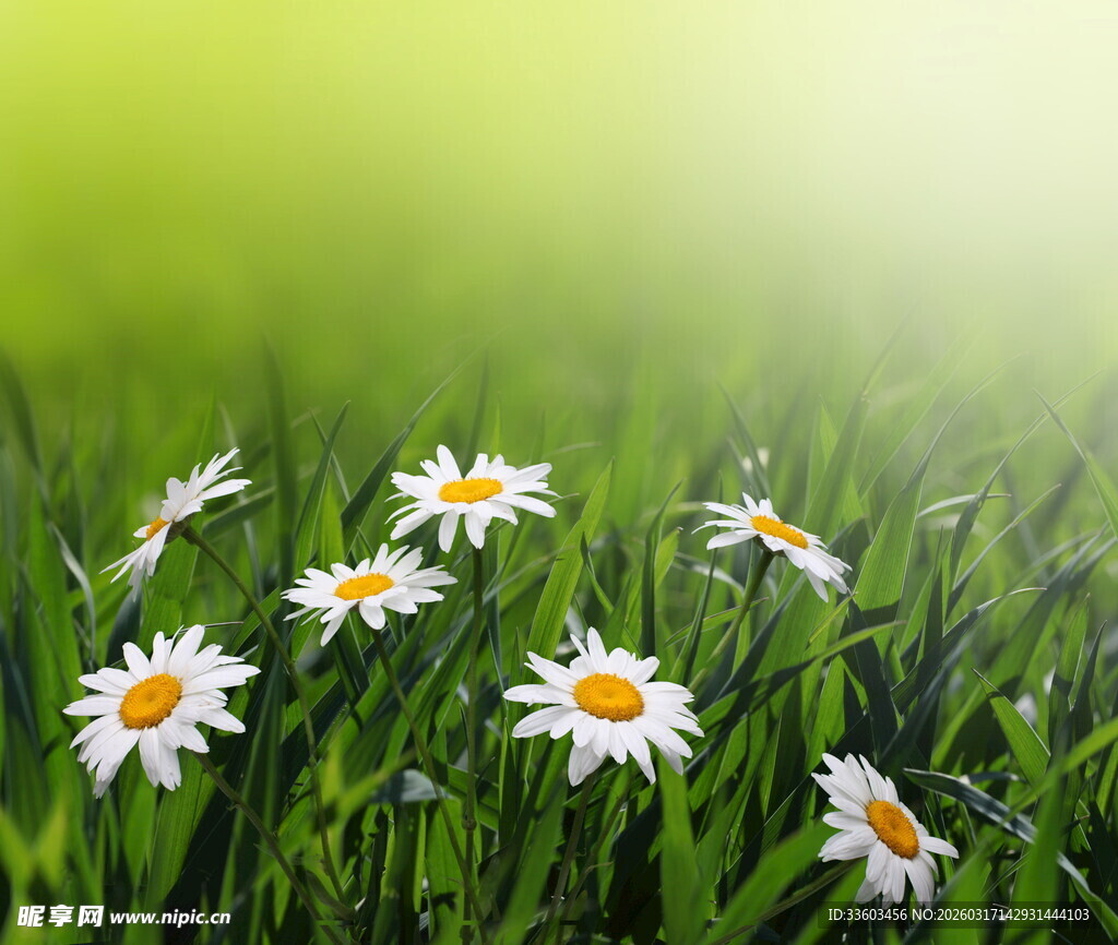 春日草地中的小白雏菊