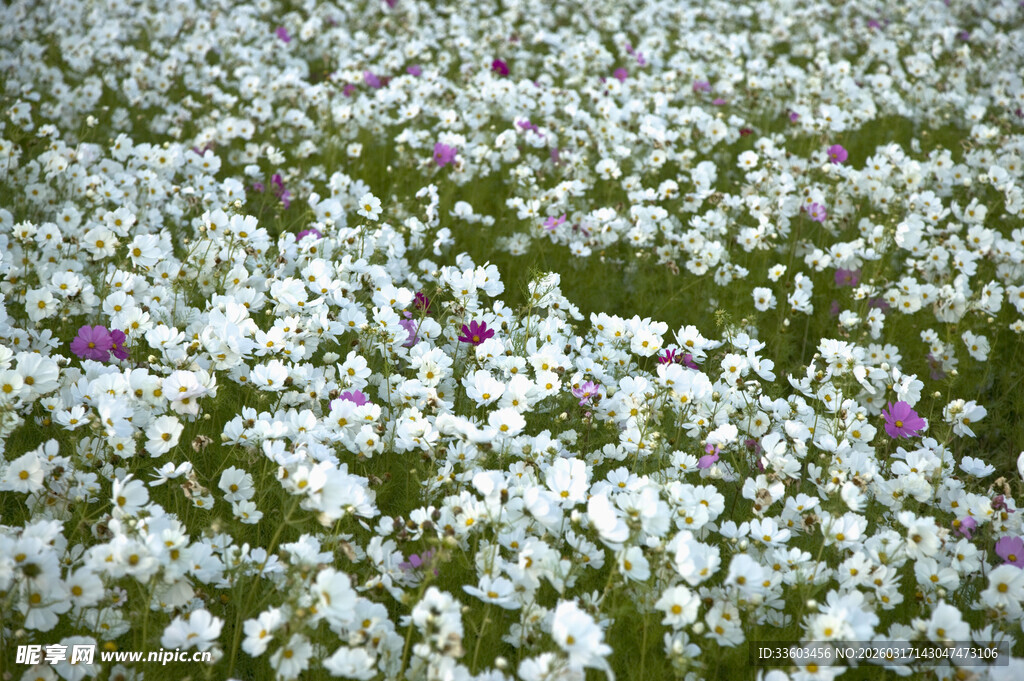 白色花海中的点点紫花
