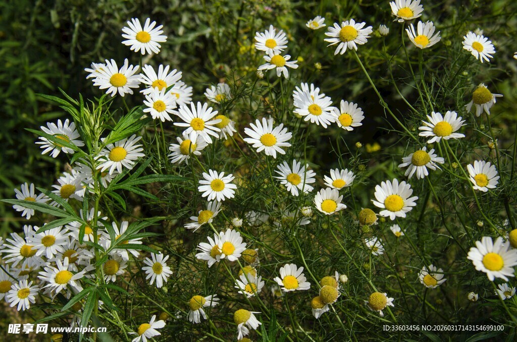 烂漫雏菊绽放绿色间