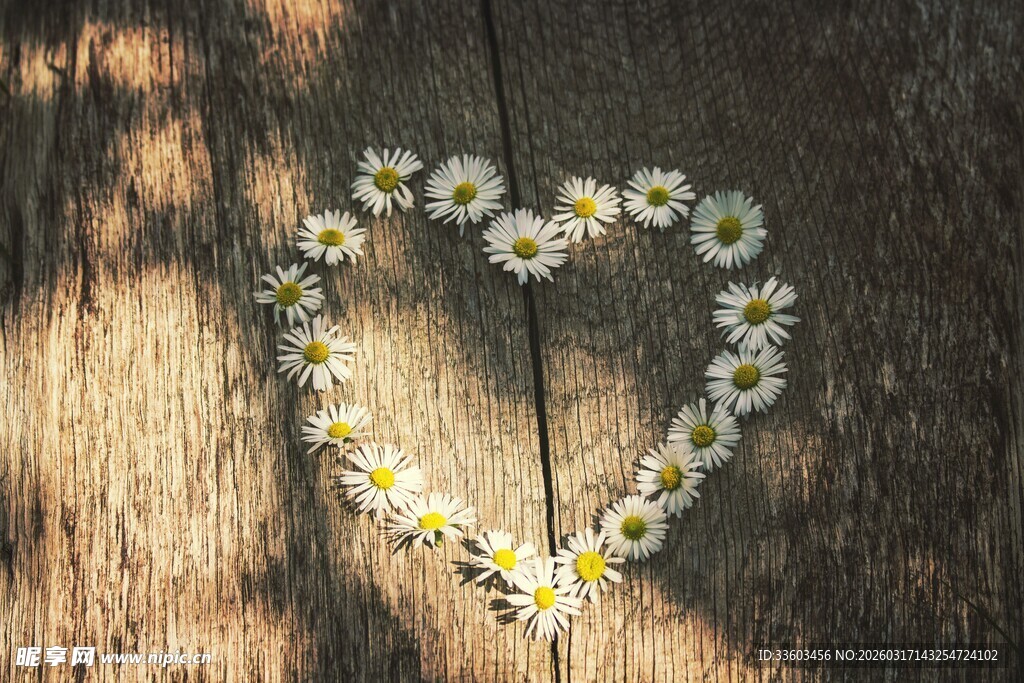 木上雏菊拼成的心形图案