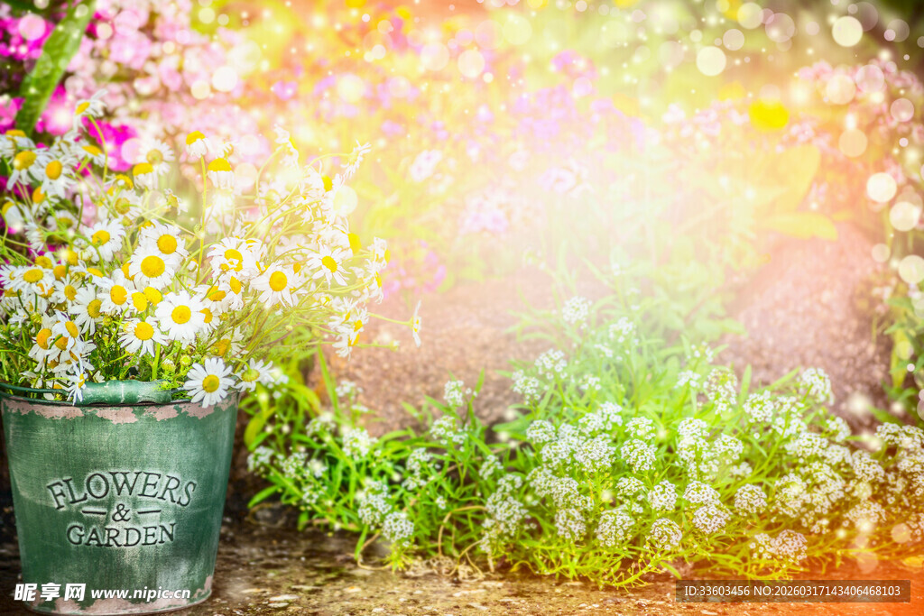 阳光照耀下的缤纷花卉世界