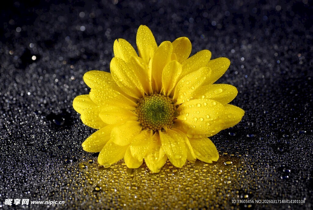 雨中绽放的黄色小花