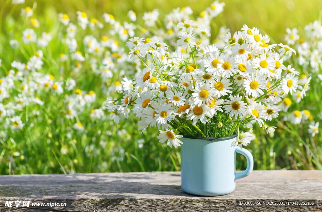 蓝杯雏菊装点春日景致