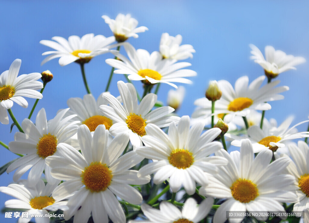 绽放的白色雏菊