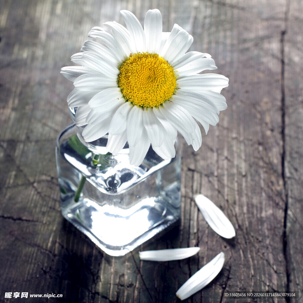 玻璃花瓶中的清新雏菊