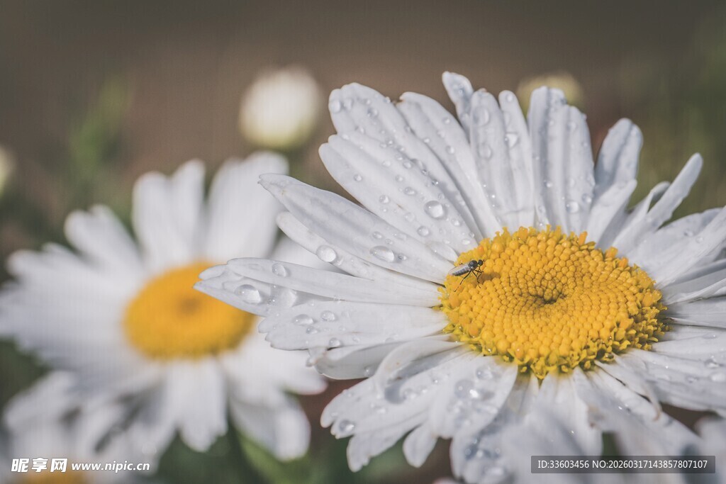 带露珠的清新小白菊