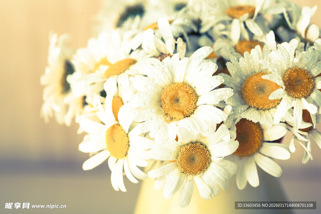 花瓶中的清新白色雏菊