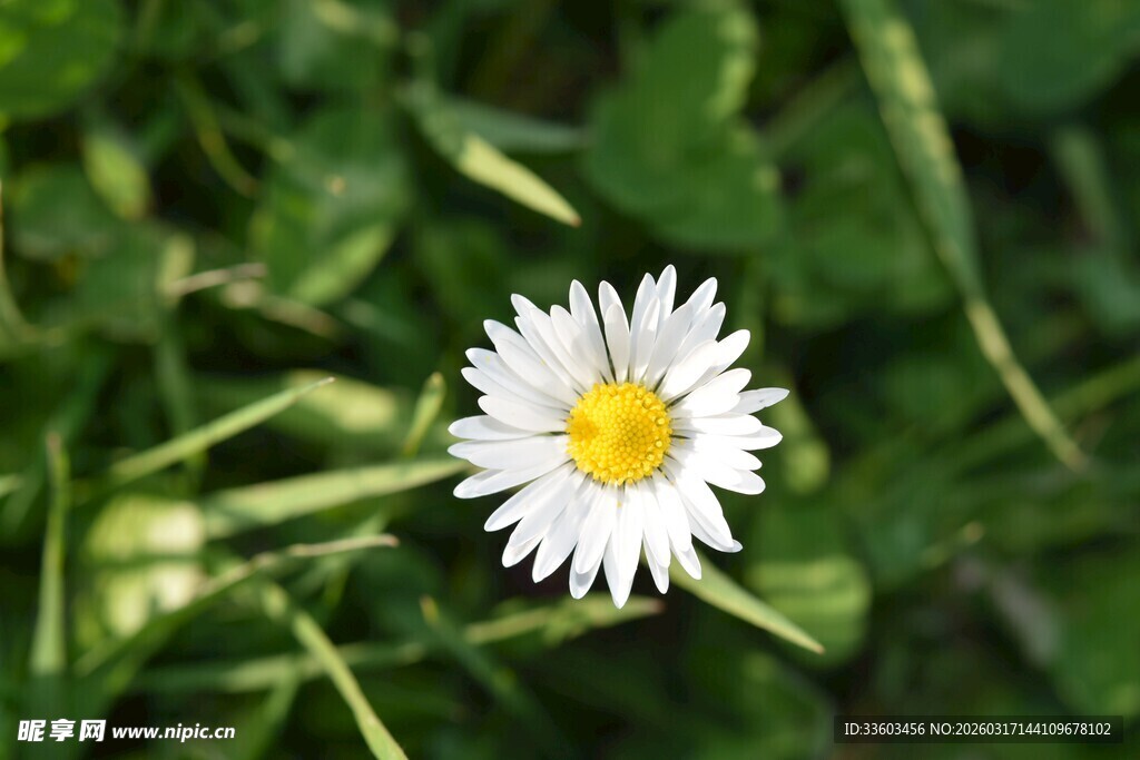 白色小花绽放于绿叶间