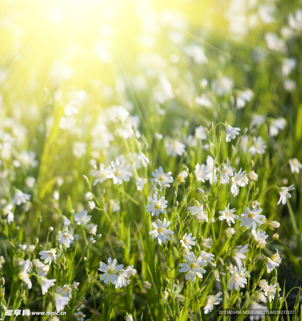 阳光下的烂漫小白花