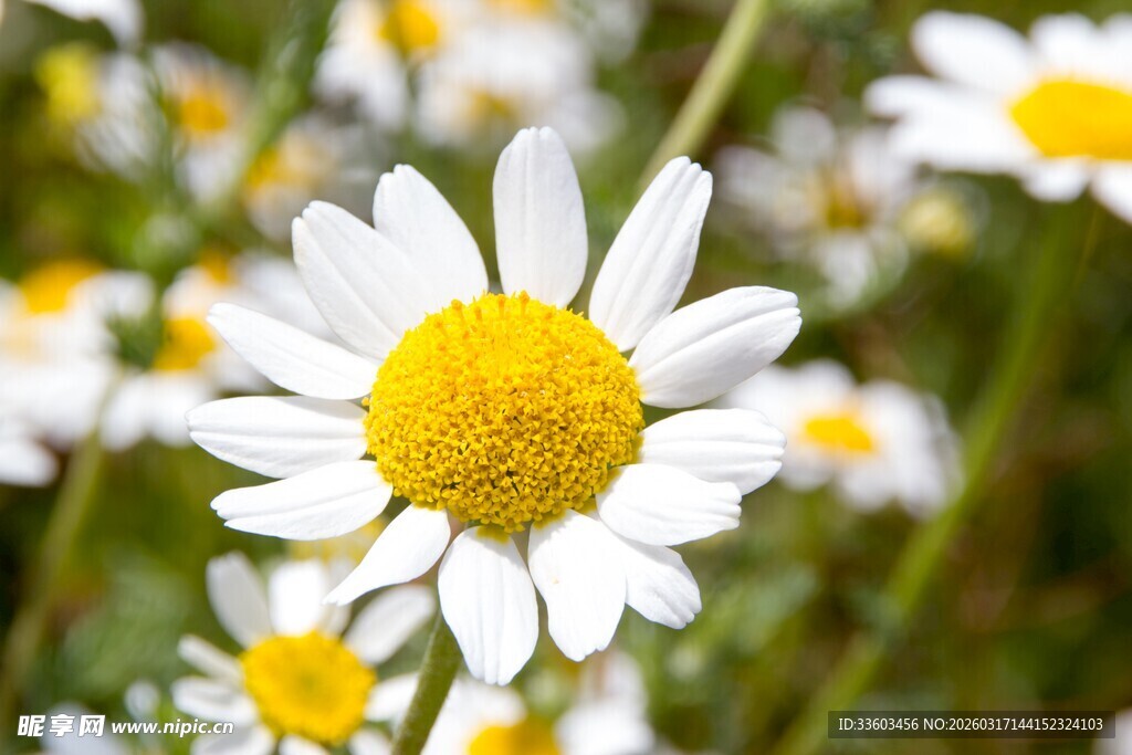 绽放的清新小雏菊