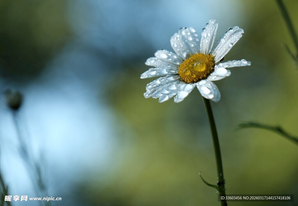 带露珠的清新小白菊