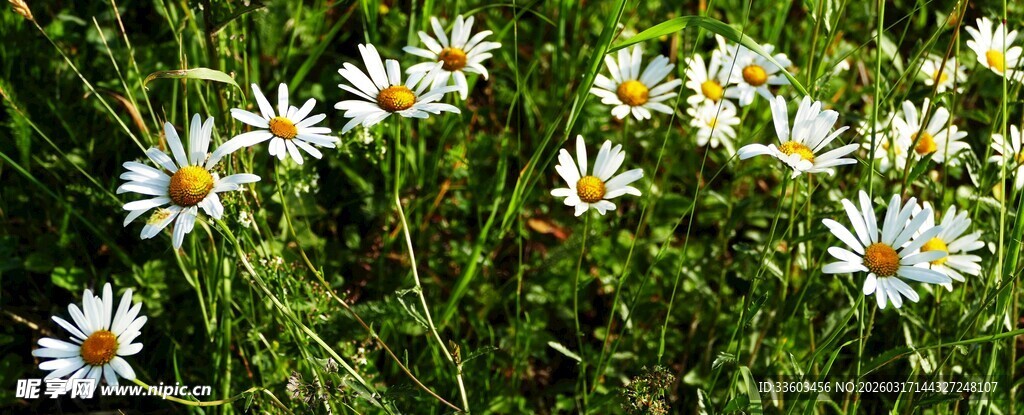 绽放的白色雏菊