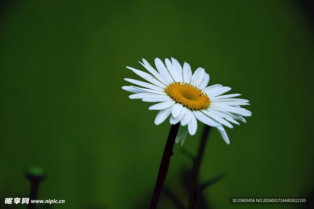单株雏菊绽放绿意间
