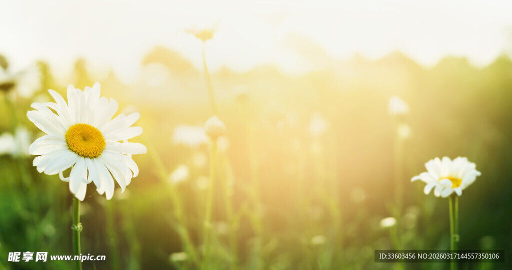 阳光下的清新雏菊
