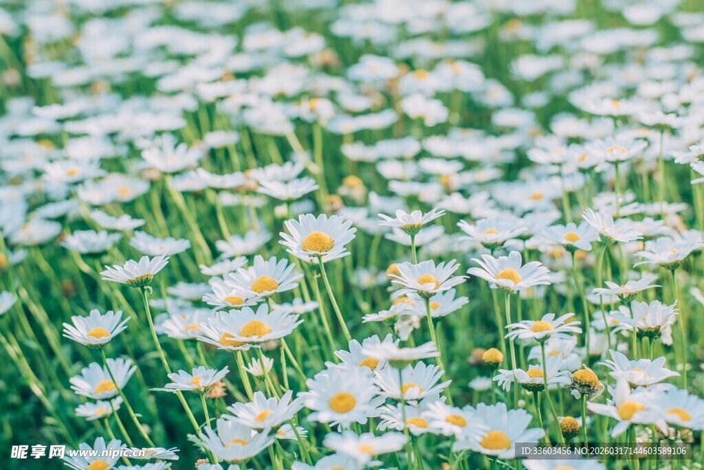 雏菊盛开的美丽草地