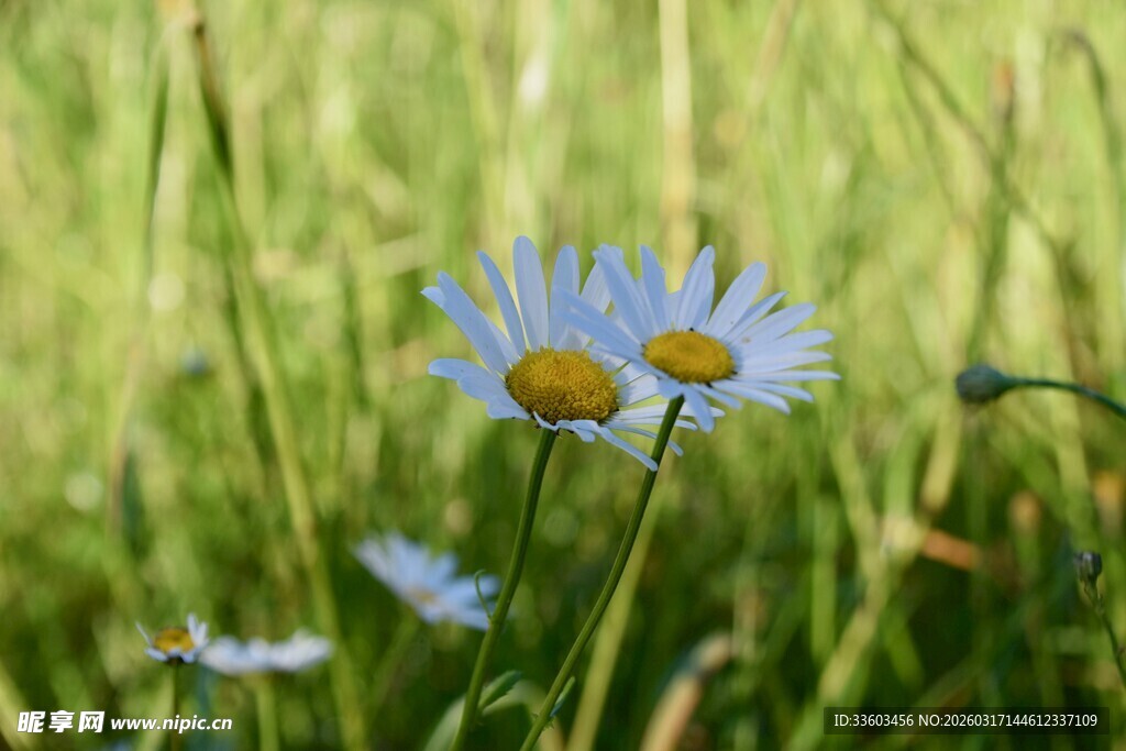 草地上的清新雏菊