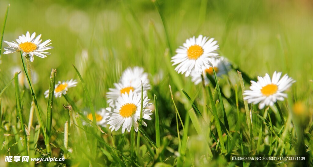 草地上的小白雏菊