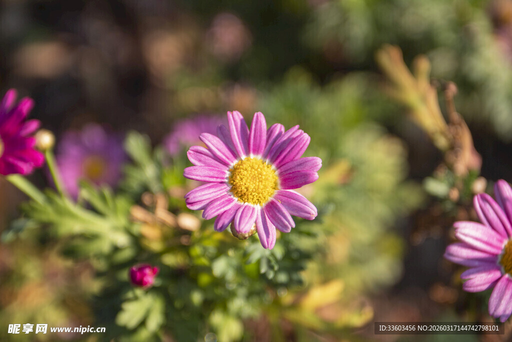 娇艳野菊绽放于自然间