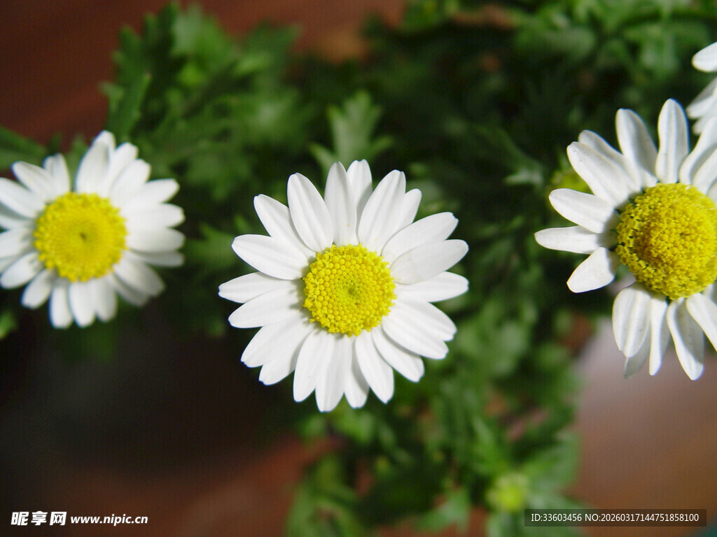 清新雏菊绽放绿意间