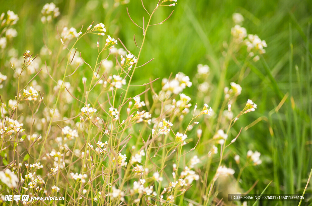田野中的白色小花绽放