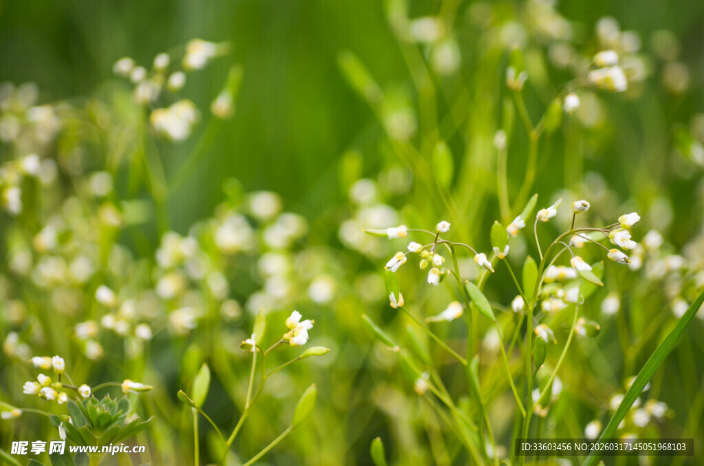 春日嫩绿间的小白花