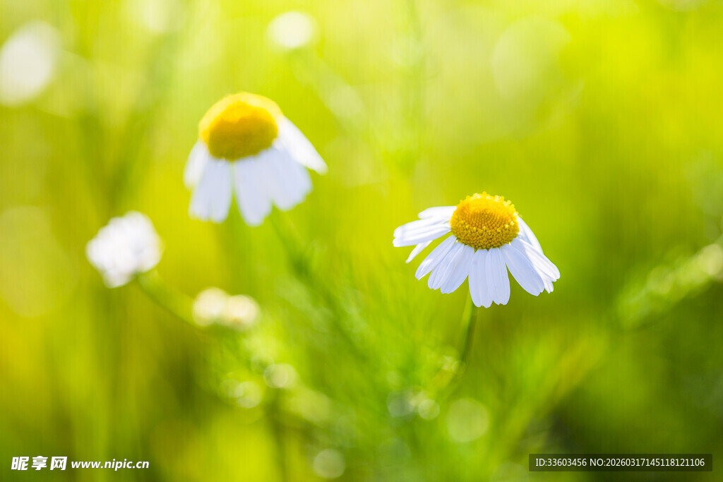 田野中的清新小白菊