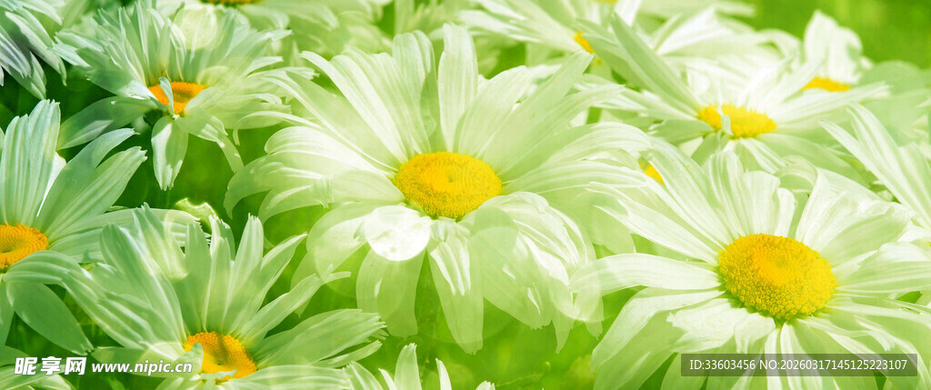 清新雏菊绽放绿意间