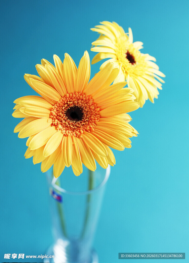 瓶中两朵明媚黄色雏菊