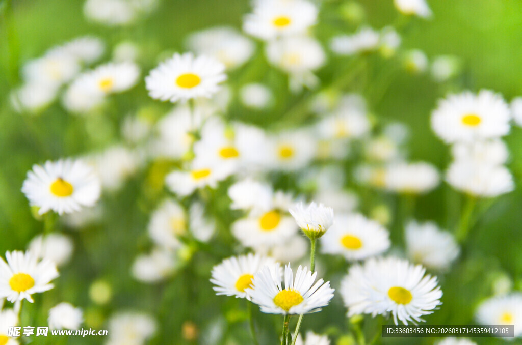 清新雏菊绽放于绿意间