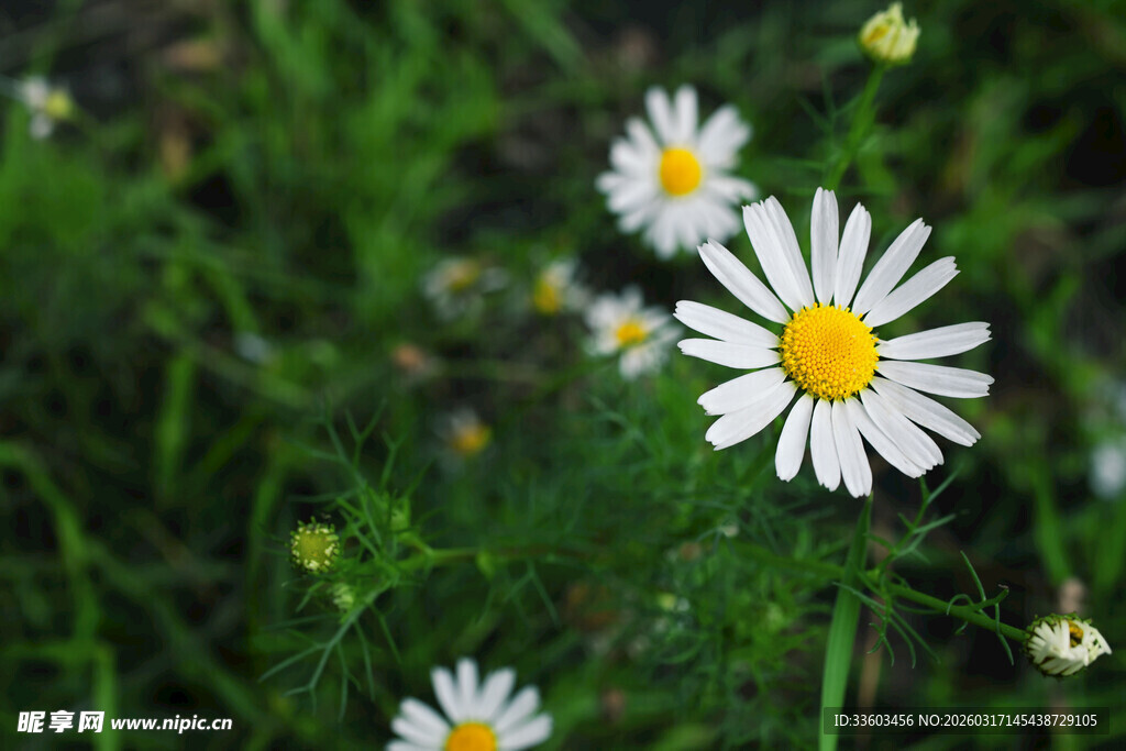草地上的清新小白菊