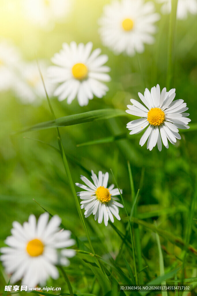 草地上的清新小白菊