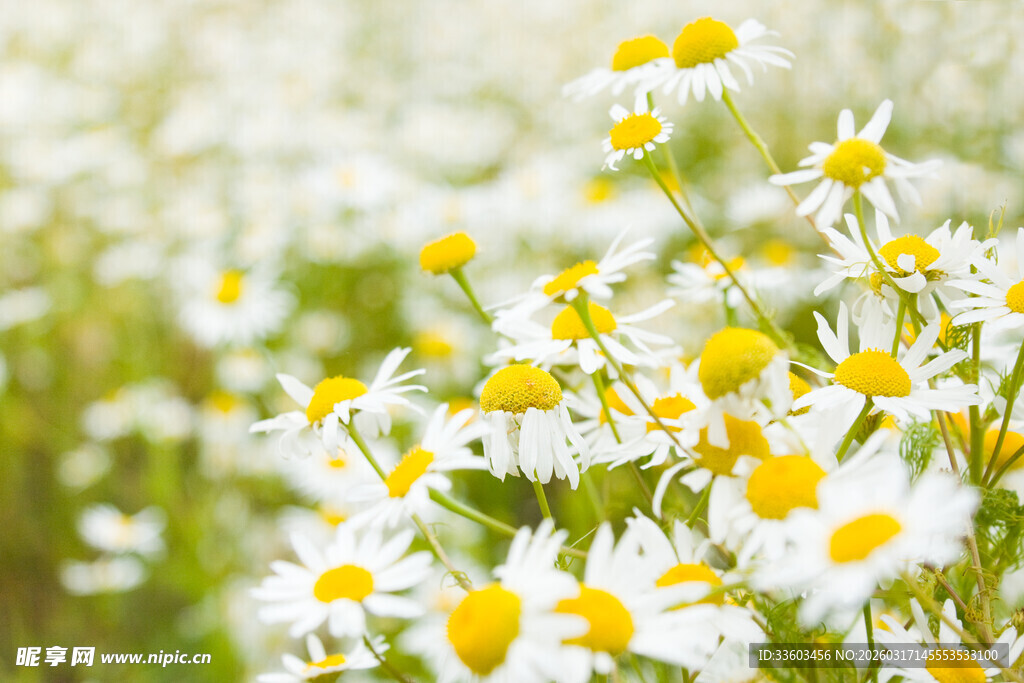 雏菊花海