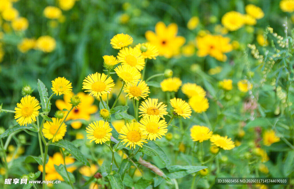 金黄灿烂的美丽野花