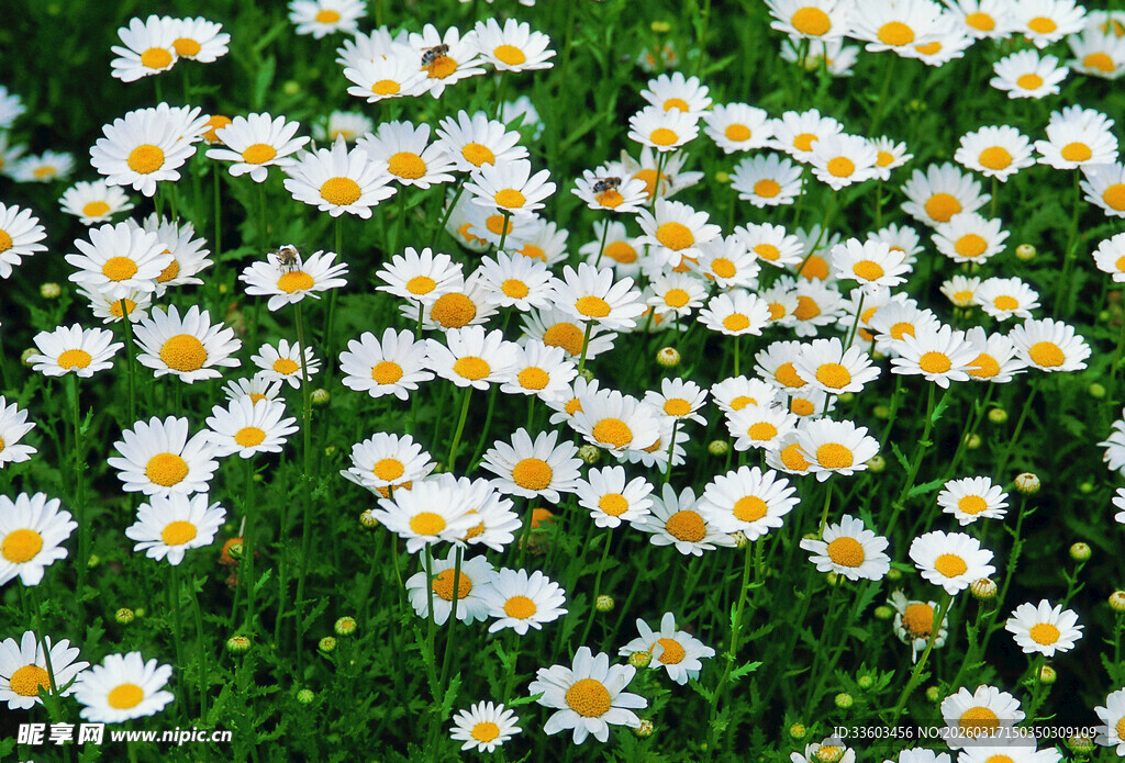小雏菊绽放的绿色草地