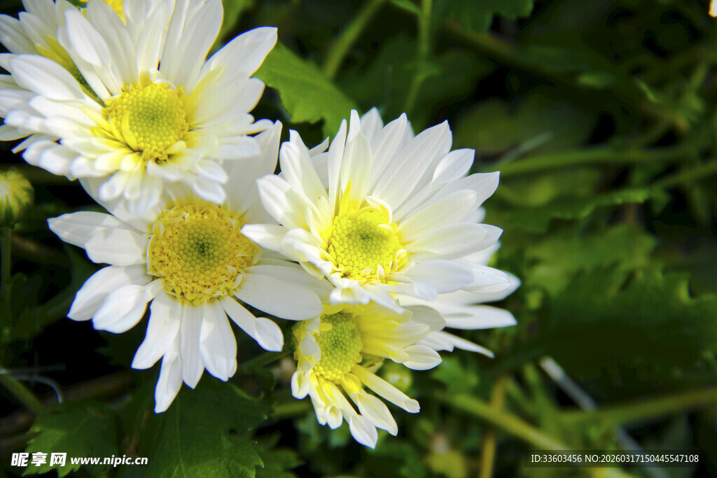 白色雏菊绽放于绿叶间