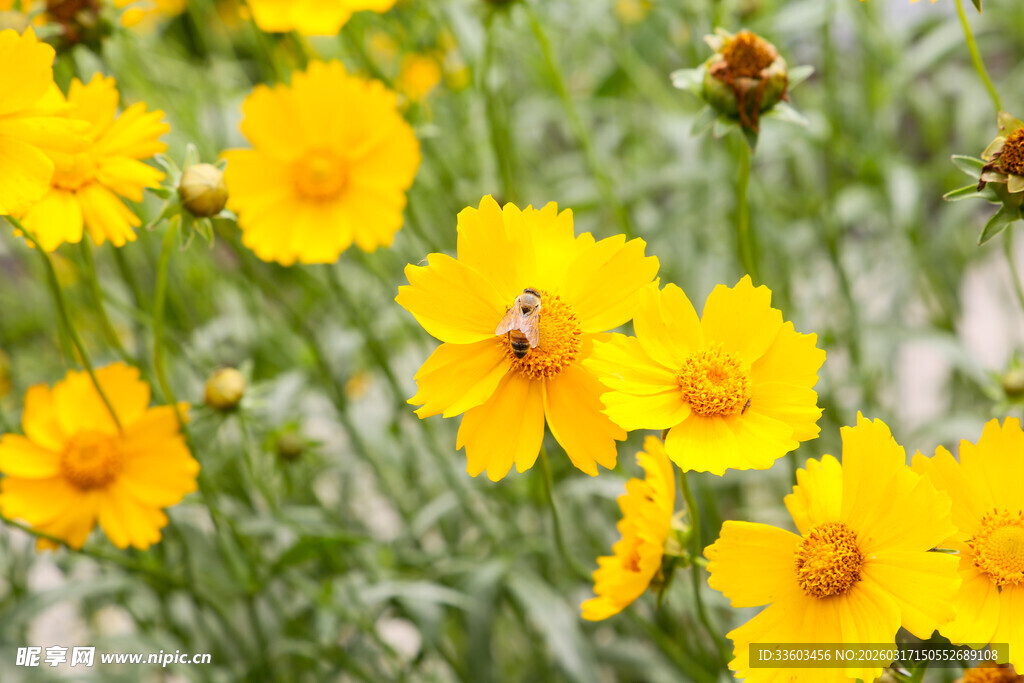 黄色花丛中的可爱小蜜蜂