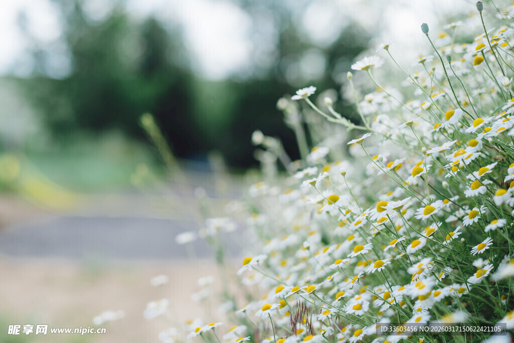 路边绽放的小雏菊