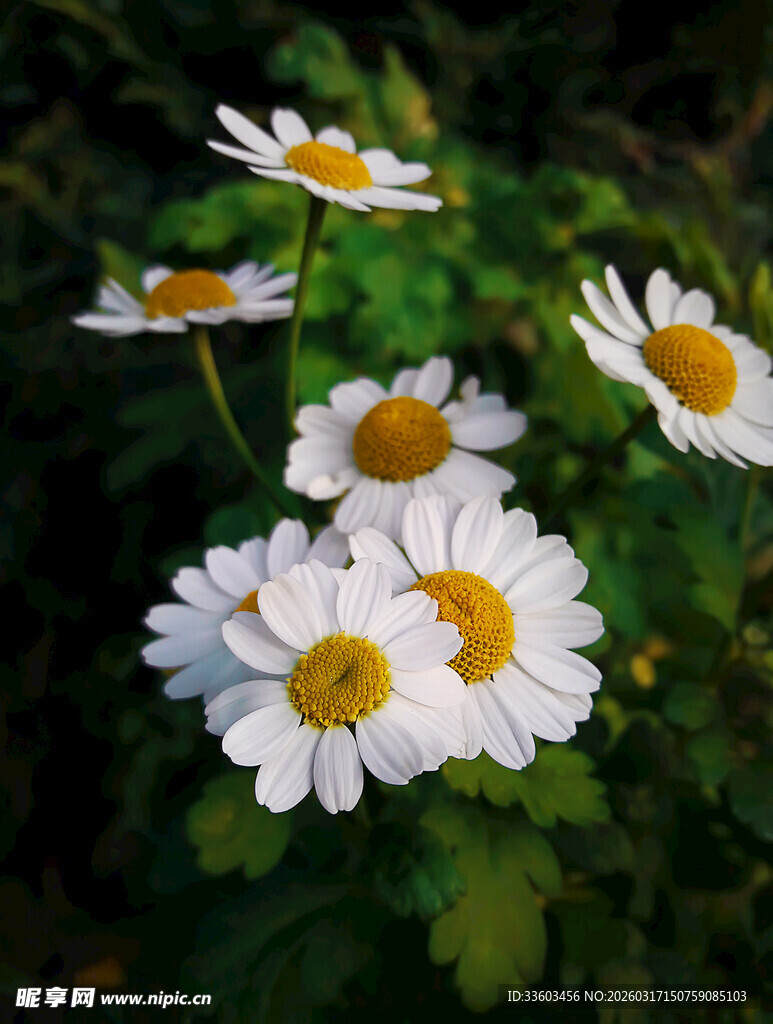 清新雏菊绽放绿意间