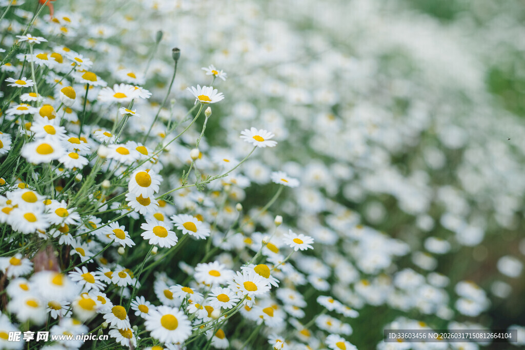 烂漫小白菊绽放于绿野