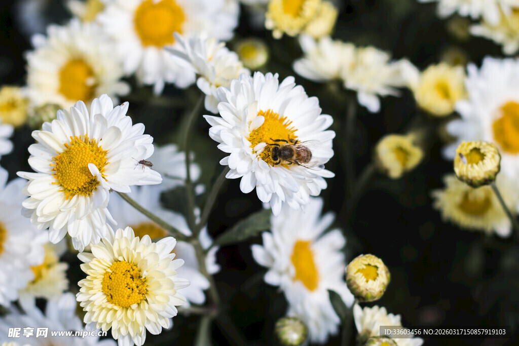 蜜蜂采蜜于白色小菊花间