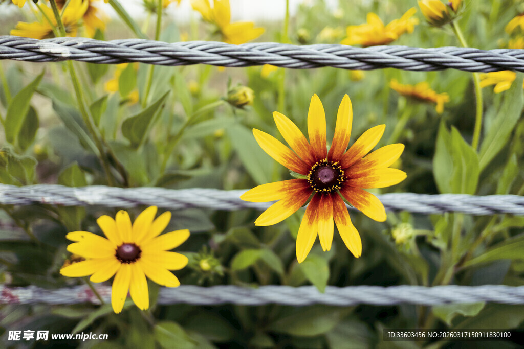 铁丝旁绽放的美丽黑心菊