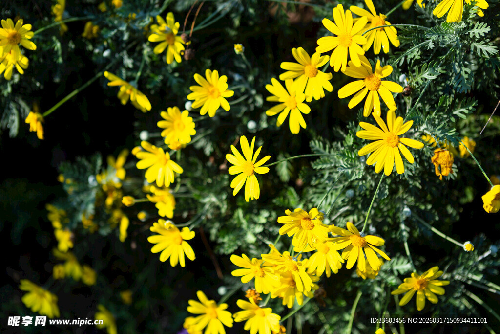 金黄雏菊绽放于绿叶间