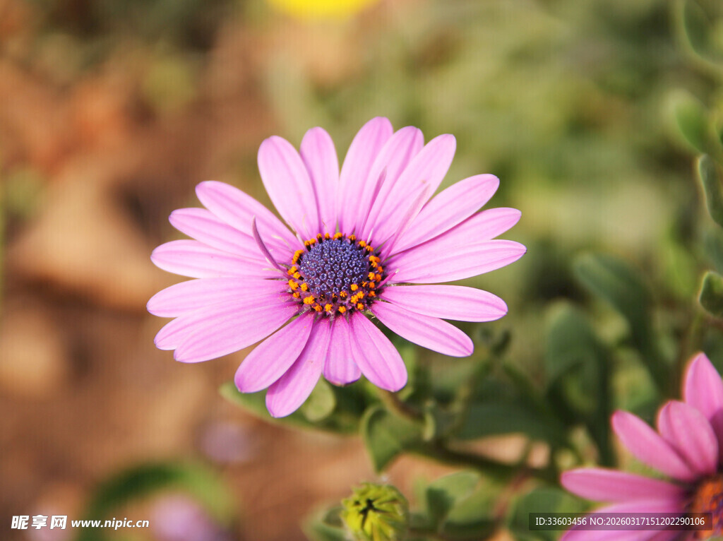 娇艳粉色勋章菊特写