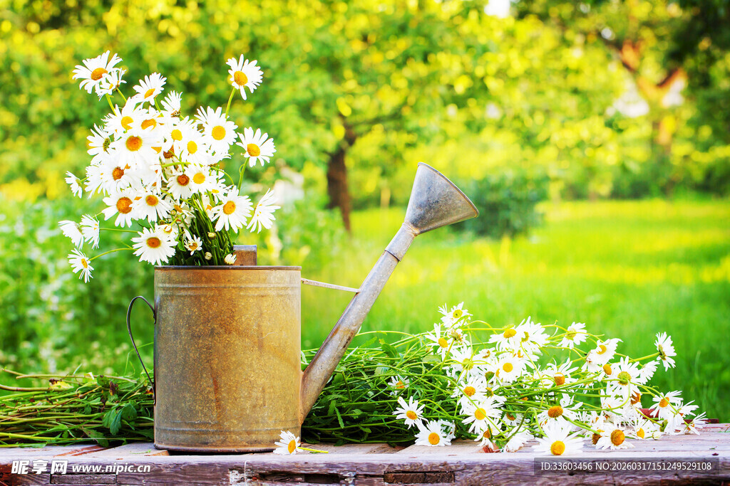 田园风铁桶盛放清新雏菊